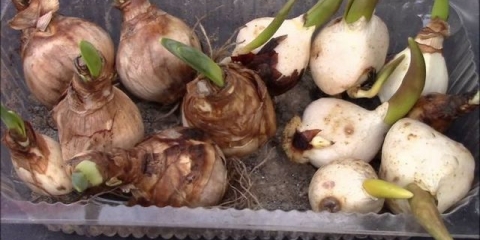 Kada kopati i saditi narcise nakon cvatnje